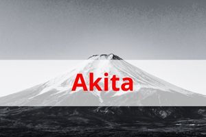 Picture immigration bureau Akita